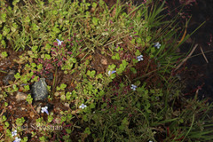 Lindernia rotundifolia